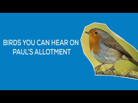 BIRDS YOU CAN HEAR IN PAUL'S ALLOTMENT - ROBIN