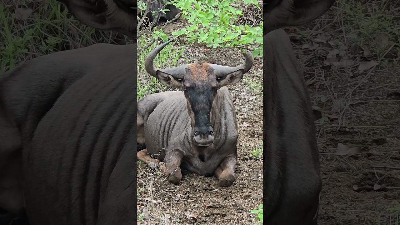 Wildebeest Relaxing in the Heat: Close-Up Sighting in Kruger Park 