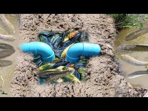 Smart Girl Make PVC Pipe Deep Hole Fish Trap To Catch A Lot Of Fish ...