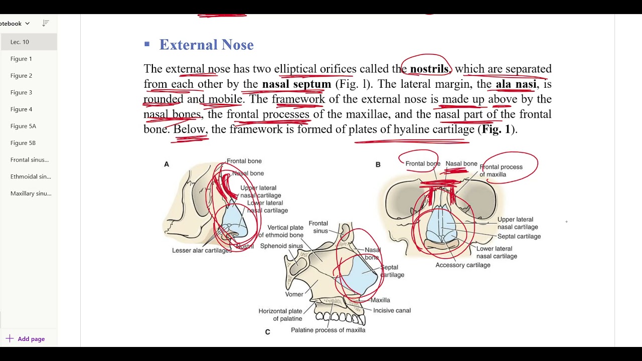 GR2 - Lec. 10 - Nasal region