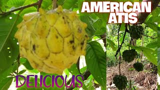 AMERICAN ATIS AMERICAN ATIS