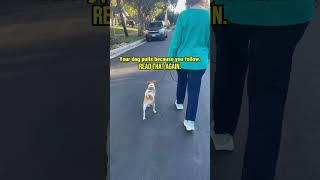 Stop leash pulling fast: the mindset shift for calm, loose-leash walks #dogtraining #dogs