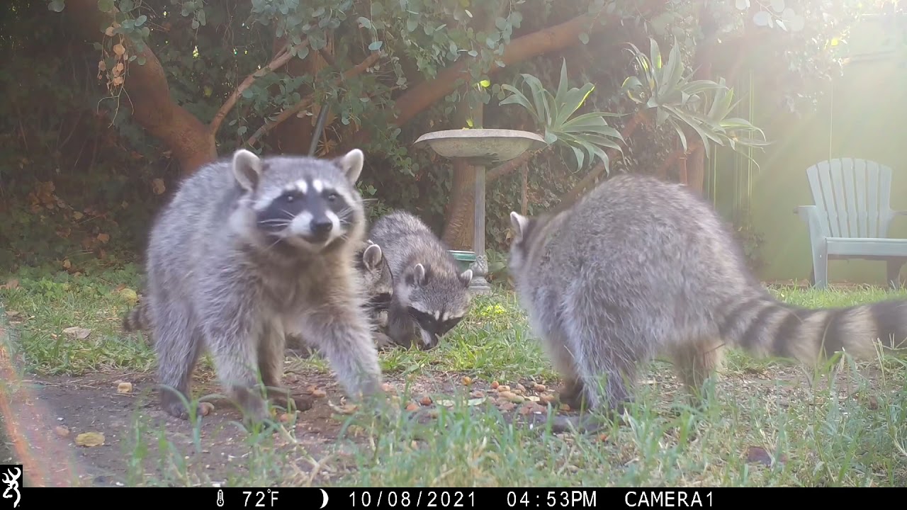 6 hungry Raccoon Babies out early again.October 8th 2021.