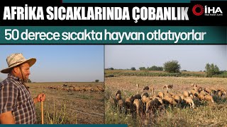 50 derece sıcakta hayvan otlatıyorlar
