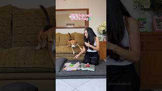 Dipilihin Baju Sama Anabul Ryuki Milih Cosplay Jadi Kodok shorts anjinglucu