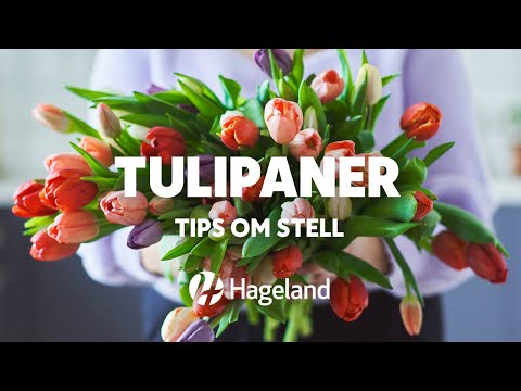 Video: Voksende tulipaner. Stell etter blomstring