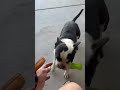 Apollo the #BostonTerrier super #active #fyp #funnypup #animalsareawesome #strongpup #dogslove #dog