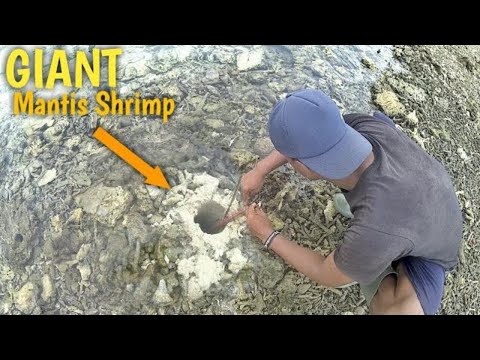 Mancing Udang Mantis - Perlawanan dari Udang Mantis Perangkap Hampir Patah