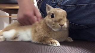 #134 朝の運動の後はお父さんに甘えるウサ