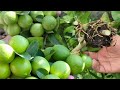 ¿Quieres tener un Planta de Limón Enana llena de Frutos? Aquí te lo Revelo Todo - Limonero en Maceta