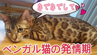 ベンガル猫のベルが再び発情期に入りました！