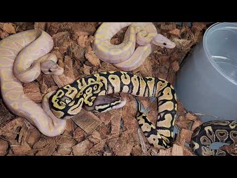 Banana Het Red Axanthic Clutch Update