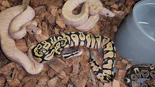 Banana Het Red Axanthic Clutch Update