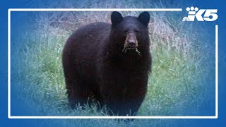 Wonderland Trail at Mount Rainier Park closed for "unusual bear activity"