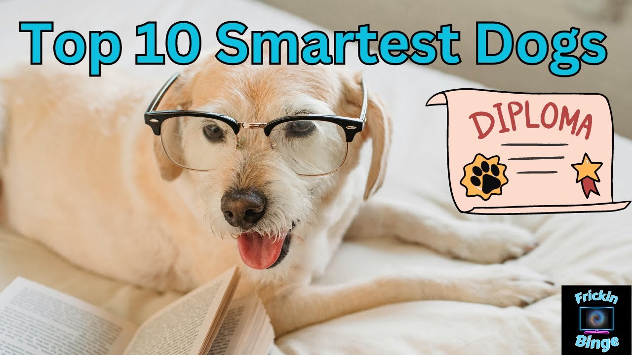 Top 10 most smartest dogs YouTube