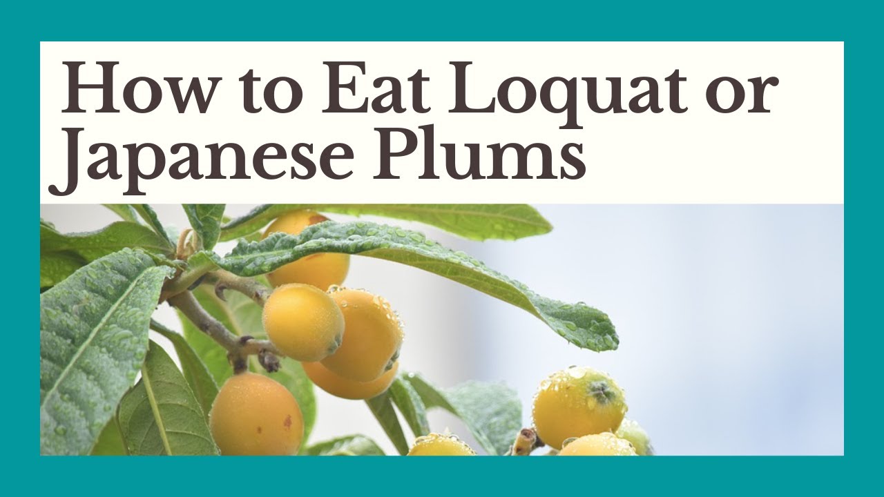 How to Eat Loquat, or Japanese Plums in Turkey YouTube