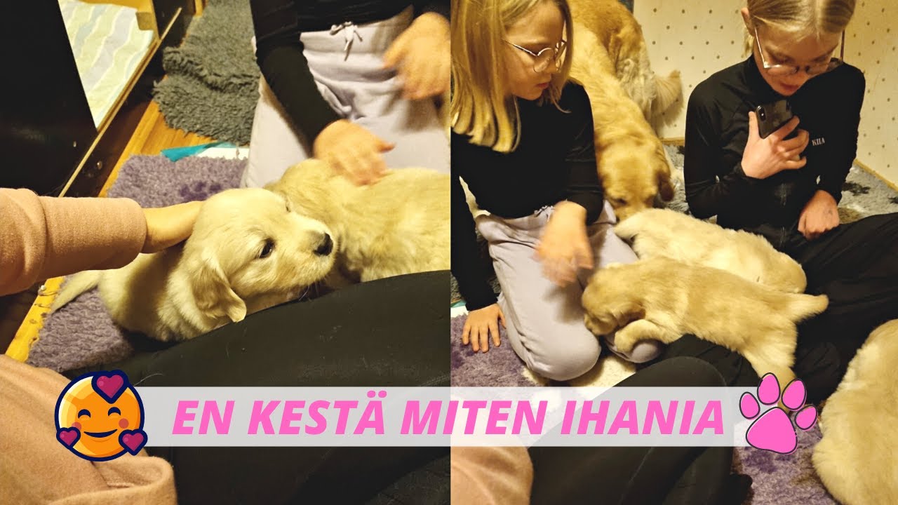 Käytiin katsomassa Almaa ja pentuja