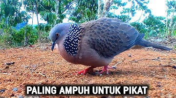 100% LANGSUNG NYAUT - Suara Burung Tekukur Gacor Memaksa Tekukur Lain Untuk Datang