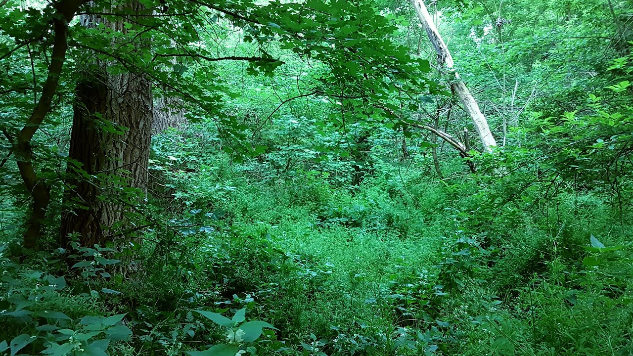 Forest Sounds Bird Song Nature Sounds YouTube