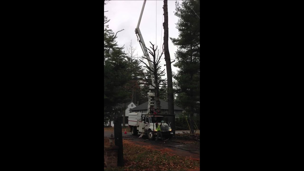 Tree removal