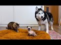 Husky Dogs and Сats React to a "New Kitten"! Funny Prank