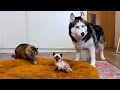 Les chiens husky et chats  ragissent  un nouveau chaton