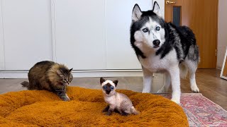 Husky Dogs and Сats React to a 'New Kitten'! Funny Prank