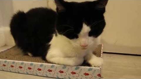 CAT HAS CATNIP AND NEW SCRATCH BOX