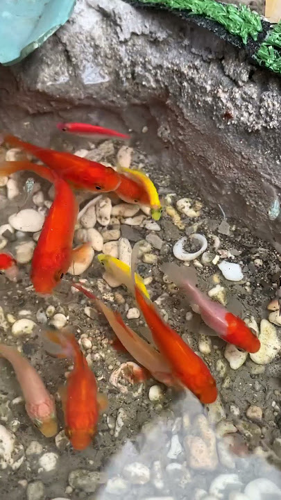 Ikan ku banyak #ikan #lucu #mancing #vlog #masak