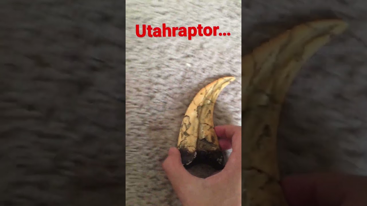 Velociraptor Size vs Utahraptor’s