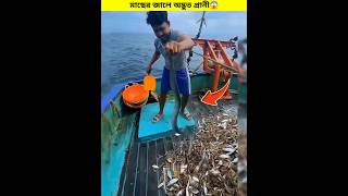 How Fishermen Release Their Catch Back Into The Ocean || #shorts #shortvideo #crocodile #fishing