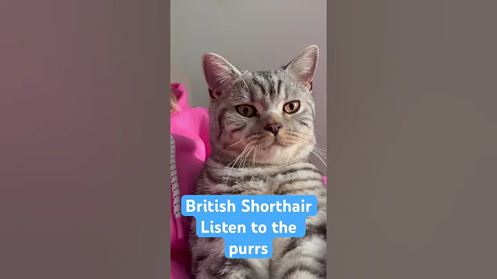 Video 11675351: british shorthair cat meowing, shorthair kittens meowing british, british shorthair kitten silver, silver spotted british shorthair, shorthair britishshorthair, cute british shorthair, cute purr