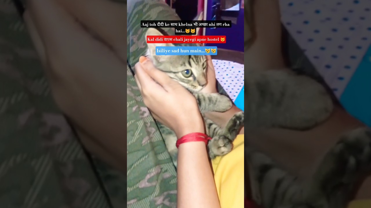 aaj bahut sad hu main😿😿#youtubeshorts #shorts #cat #feeling #animals #poojajssanimalover