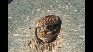 Steenuil Athene Vidalii, Beschermt Zijn Nestingang Tegen Kauwen Coloeus Monedula