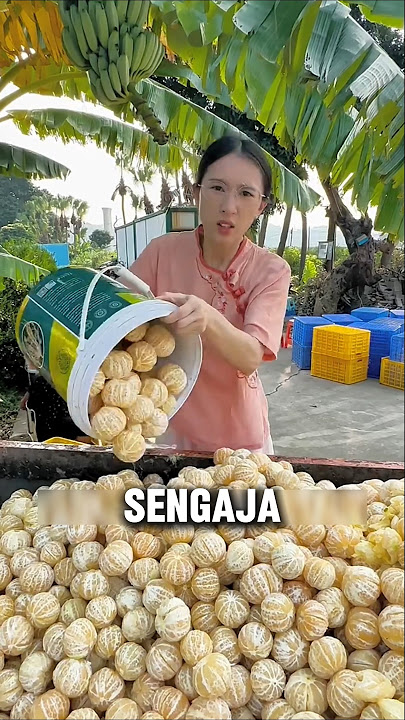 Mengapa Mereka Membuang Daging Jeruk ke Tempat Sampah? #shorts