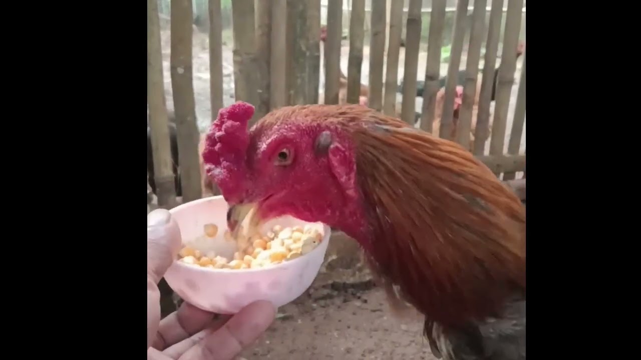 Особый серый цыпленок 