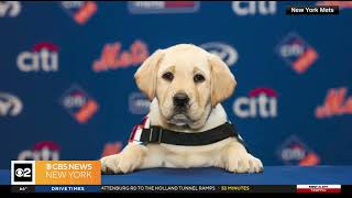CBS News New York - Howie the future service dog makes Citi Field his home