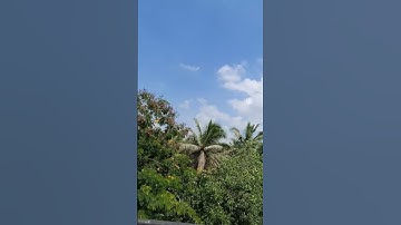 trees #nature #trees #flowers #greenary #Thepurenature #purenature #shorts #video #youtube #travel