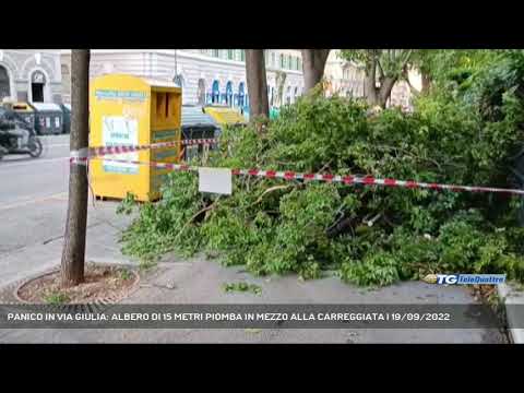 PANICO IN VIA GIULIA: ALBERO DI 15 METRI PIOMBA IN MEZZO ALLA CARREGGIATA | 19/09/2022