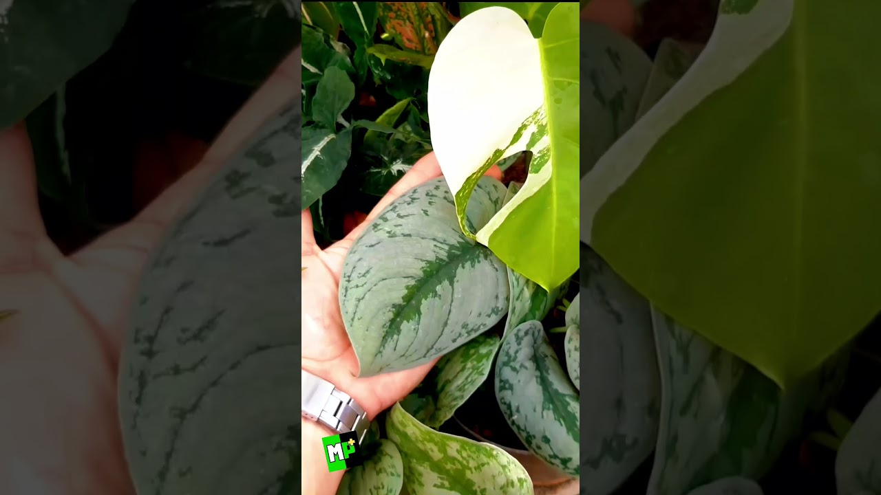 Plantas exóticas de colección, plantas de sombra ornamental 