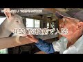 【76歳ヤギ飼い#19】脳梗塞で入院「息子からの報告」72歳からの楽しいシニアライフ#52