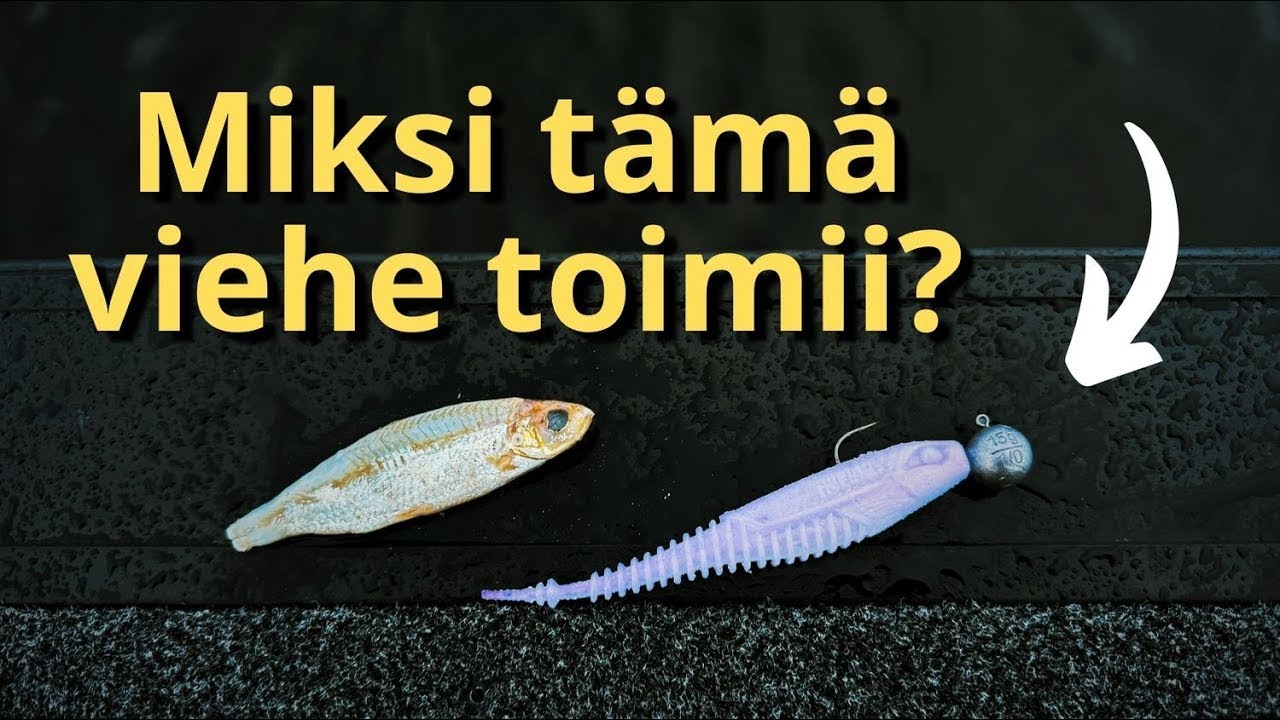 Iltapisto Päijänteelle USKOMATON SYÖNTI | 40cm Ahven, 83cm Kuha, 105cm Hauki