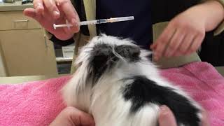 How to administer subcutaneous (SQ) injections to a Rabbit