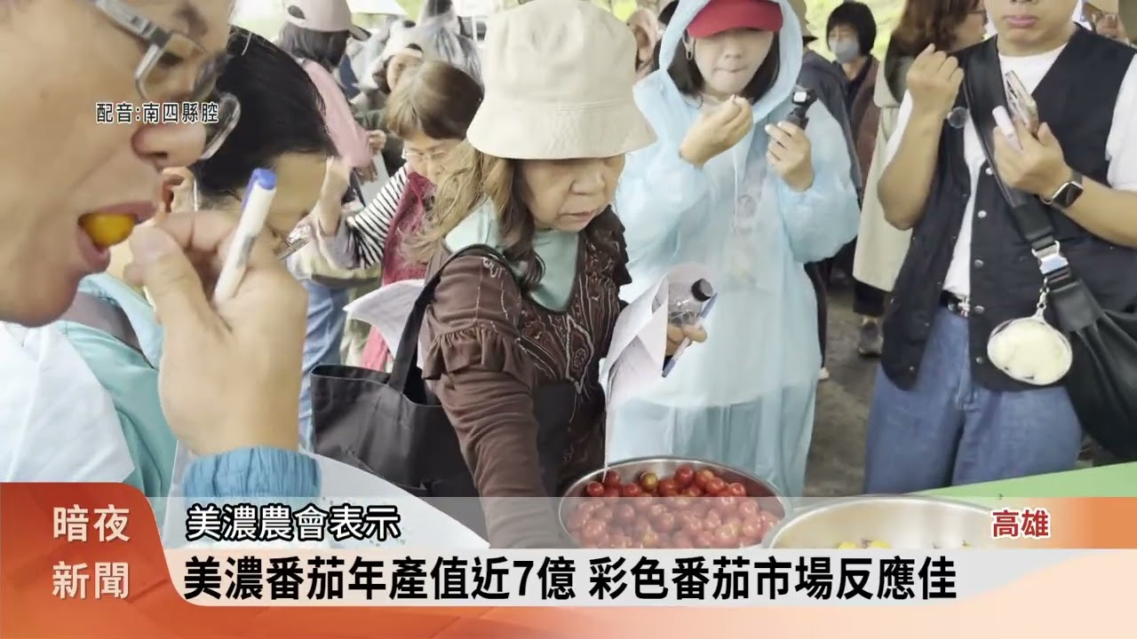 鳳試所試種美濃抗病毒番茄 進行盲測票選【客家新聞20260304】