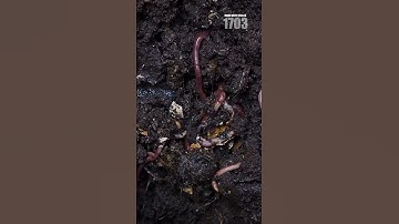 Soil Testing: The Overlooked Secret to a Perfect Lawn