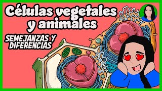 Células vegetales y animales | Semejanzas y diferencias |