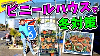 【観葉植物】 家庭用の小型ビニールハウス導入です!! 国華園 テトラ  #095 ガーデニング ドライガーデン 多肉植物