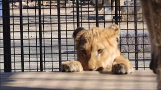 動き出した一家 in 桐生が岡動物園