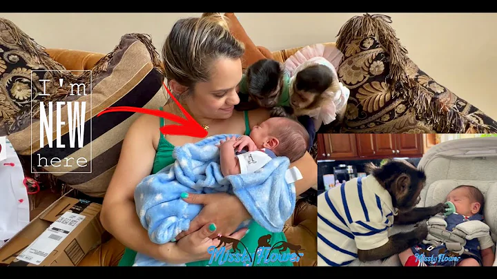 Our 3 Monkeys meet new human baby!