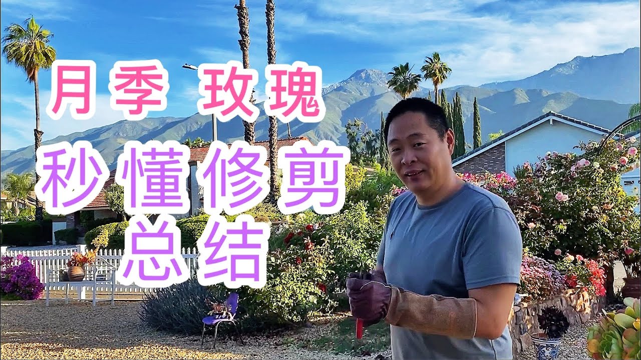 （园艺篇21）月季修剪/玫瑰修剪/老何前几次讲月季修剪太复杂，这次老何总结了月季修剪的三大原则！一看就明白！